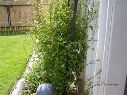 Maybe you would like to learn more about one of these? Pruning Type 3 Clematis