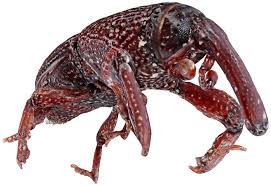 See full list on solutionsstores.com Wheat Weevil Wikipedia