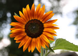 orange sunflower