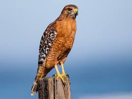 About 1,085 results (0.75 seconds). Red Shouldered Hawk Ebird