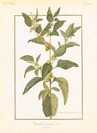 W I T H A N I A S O M N I F E R A Botanical Drawing By N Robert Also Known As A S H W A G A N D H A It S Rejuv Botanical Drawings Floral Perfumes Plant Leaves