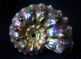 Life Unfolds Into Fullness Or At Least I D Like To Think So This Is An Opalized And Pyritized Ammonite Fossil I Bought To Fossils Shells Rocks And Minerals