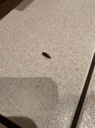 Call today for a free quote. A Couple Of These Have Appeared From Under My Bathroom Door And In My Kitchen What Are They And How Do I Get Rid Of Them Can Anyone Help Pestcontrol