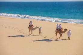 Descubre qué hacer en los cabos y sus lugares turísticos. Outback Camel Safari Cabopromotions Com