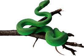 Rainforest Snake Png Snake Anaconda Snake Png Images