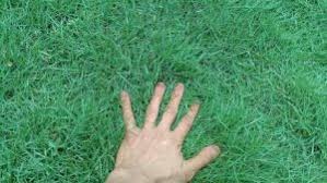 Mempersiapkan media tanam serta bibit. 5 Cara Menanam Rumput Jepang Agar Tumbuh Dengan Baik Ilmubudidaya Com