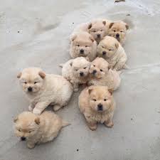 Please enjoy these quotes about cat and friendship from my collection of friendship quotes. Rest In Peace Quotes For Pets Cat Love Dog Animals Quotes Cats Friendship Crying Feelings Cry Dogtrainingobedienceschool Com