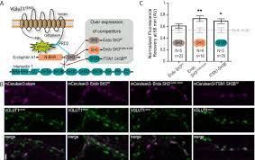 Electrical panel manufacturers designation sh3b. A Proline Rich Motif On Vglut1 Reduces Synaptic Vesicle Super Pool And Spontaneous Release Frequency Abstract Europe Pmc