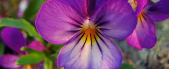 It wasn't until 1971, at the urging of new jersey garden clubs, that legislation was finally passed to specify the common meadow violet (viola sororia) as the official state flower of new jersey. State Flower Of New Jersey Whatsanswer