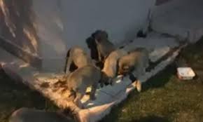 Haykonfed Hayvanlarin Yasam Haklari Konfederasyonu Izmir Menderes Yoncakoy De Anne Kopegi Olduresiye Doven Hukukcunun Kamera Kayitlarindaki Suc Ustu Goruntuleri