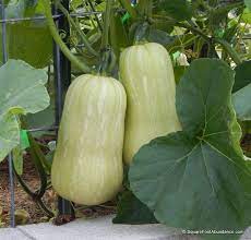 Butternut squash, acorn squash, and other winter squash is ready to harvest when the skin hardens. How To Harvest And Store Winter Squash Abundant Mini Gardens