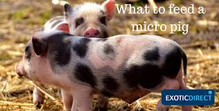Mini Pig Diet Whats The Best Food For Your Pet Pig