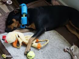 Don't force him to wear. Replace The Cone Of Shame Diy Medical Collar Pool Noodle Collar