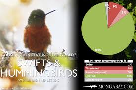Chart The Worlds Most Endangered Swifts And Hummingbirds