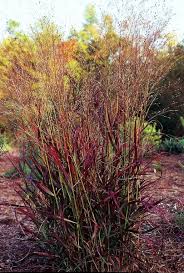 Image result for Panicum hirtum