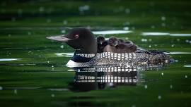 Michigan Audubon & Friends of Seney – Bird Walk