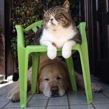 雙倍的可愛 牠們是最好的朋友 真正的貓狗一家親 a day magazine really cute puppies cats animals friendship