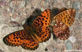 Image result for Blotiella currorii