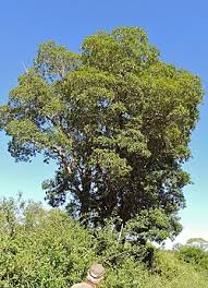 Image result for Stadmannia