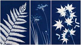 Sun Prints: Exploring Cyanotypes