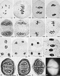 At the end of meiosis ii, each daughter cell has 23 chromosomes.meiosis i and meiosis ii both have four stages: Stages Of Male Meiosis From Diakinesis To Telophase Ii In L Download Scientific Diagram
