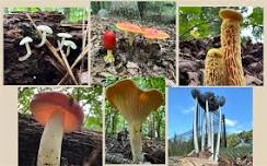 Mushrooms at the Mountain