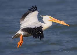 Birds Of West Texas Photos Www Beebower Com Dad Spent A Lot Of Time In The Rockport Texas Area Looking For Rare Birds Like Whooping Wildlife Photography Bird Photography Beautiful Birds