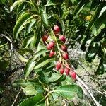 Image result for Agarista salicifolia