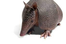 Today S Wonder Of The Day Takes A Closer Look At A Little Armored One Armadillo Stock Images Free Lizard