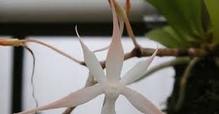 Image result for Aerangis splendida