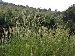 Image result for Setaria sphacelata