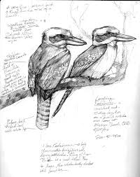 Kookaburra Sketches Bird Drawings Nature Sketch Sketch Book