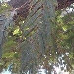 Image result for Newtonia buchananii