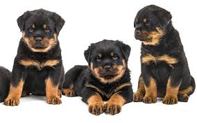 Powerrott's bronko von krivosija rott; Rottweiler Names 100 Great Ideas For Naming Your Rottie