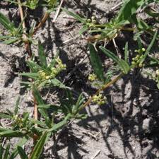 Image result for Gisekia africana