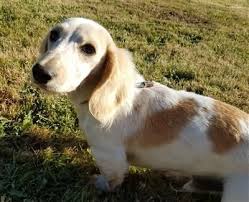 Keep checking back for new oregon cockapoo breeders and rescue listings. Dachshund Classifieds Oregonlive Com Dachshund Puppy Miniature Dogs For Sale Dachshund Puppy