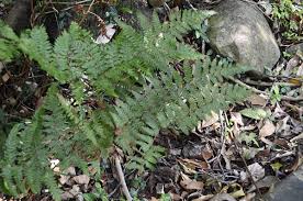 Image result for Ctenitis