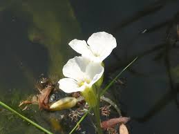 Image result for Ottelia