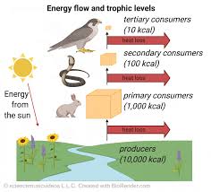 Trophic Levels And Ecological Pyramids Part 2 Interactive Tutorial Sciencemusicvideos