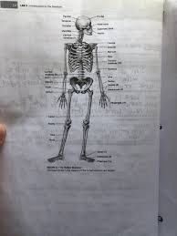 The bones provide a structural framework and protection to the soft organs. Ritical Thinking Questions Se A Separate Sheet Of Chegg Com