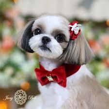 Fantasia Designer Handmade Neck Warmer Scarf Bowtie For Pets Sevimli Kopek Yavrulari Kopek Yavru Kopek