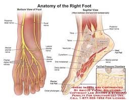 Amicus Anatomy Sural Foot Nerve Posterior Tibial Medial Plantar Digital Deep Tibia Talus Navicular Cuneiform 2nd Anatomy Anatomy Reference Medical Illustration