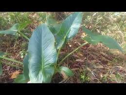 yilan yastigi otunun yapraklari faydalari yilan yastigi kabarcik otunun yapraklari faydalari yarari youtube tibbi bitkiler bi tki otlar