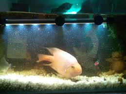 Which Fish Food Is Best For Aquarium Parrot Fishes Pets World