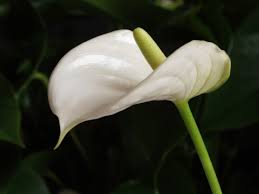 Origin Anthurium English