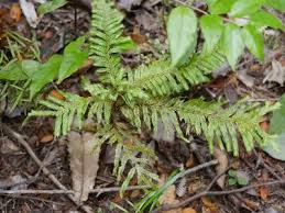 Image result for Libocedrus plumosa