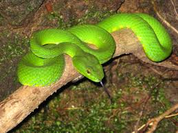 They are diurnal animals and live in the trees of the amazon rainforest. Amazon Jungle Rainforest Animals Pictures Of Animals In The Forest Rainforest Layers Animals Funny Rainforest Animals Endangered Animals Animal Pictures
