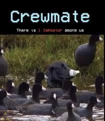 50 Among Us Memes For Sus Imposters And Crewmates Funny Gallery In 2020 Memes The New Wave Funny