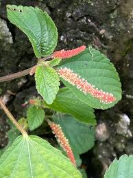 Image result for Acalypha welwitschiana