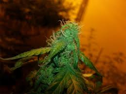 Maybe you would like to learn more about one of these? Lowryder Aka Low Ryder Lowrider Low Rider Marijuana Strain Information Leafly